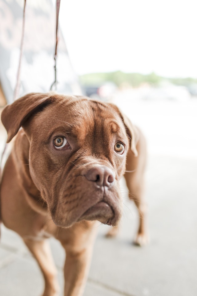 Illustration de l'article : 12 races de chiens populaires et leurs prédispositions aux maladies