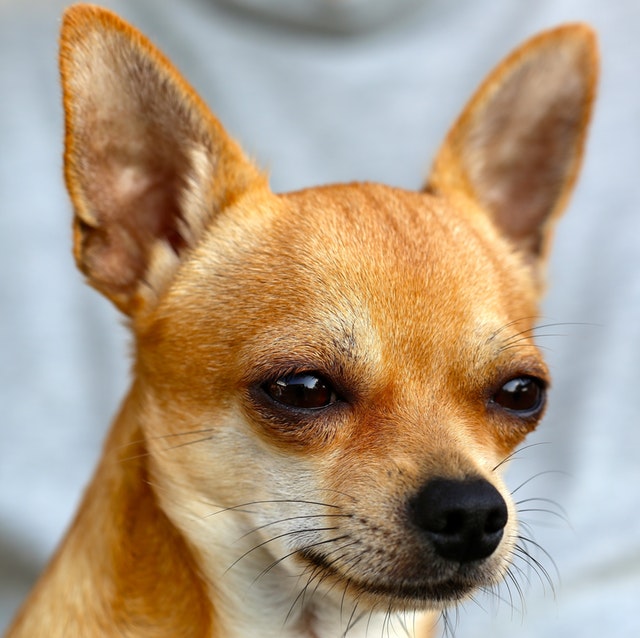 Illustration de l'article : 12 races de chiens populaires et leurs prédispositions aux maladies