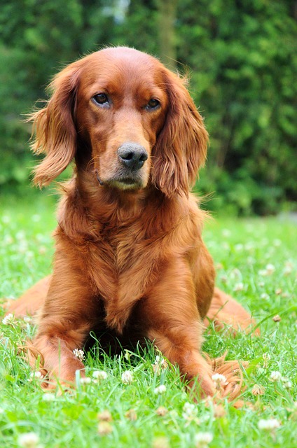 Illustration de l'article : 12 races de chiens populaires et leurs prédispositions aux maladies