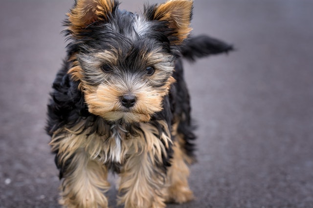 Illustration de l'article : 12 races de chiens populaires et leurs prédispositions aux maladies