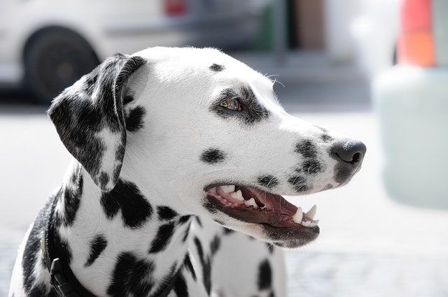 Illustration de l'article : 12 races de chiens populaires et leurs prédispositions aux maladies