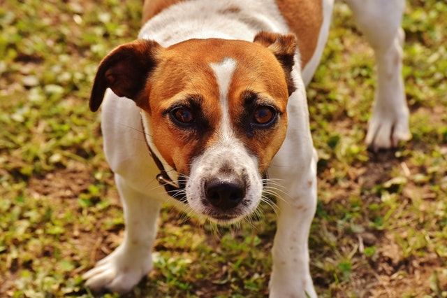 Illustration de l'article : 12 races de chiens populaires et leurs prédispositions aux maladies