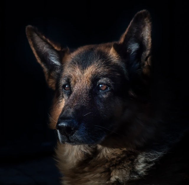 Illustration de l'article : 12 races de chiens populaires et leurs prédispositions aux maladies