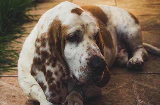 Illustration de l'article : 12 races de chiens populaires et leurs prédispositions aux maladies