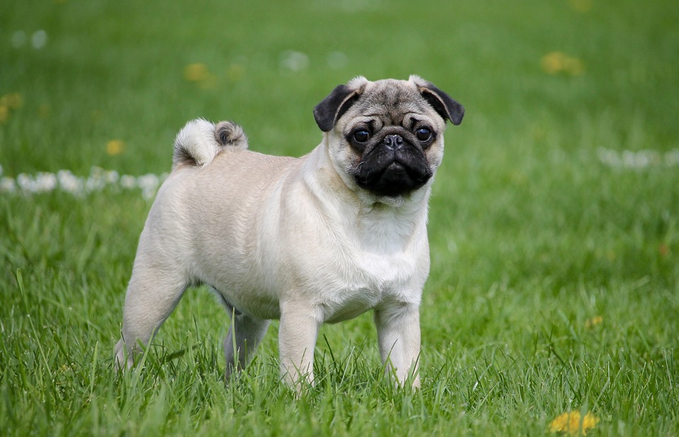 Illustration de l'article : 12 races de chiens populaires et leurs prédispositions aux maladies