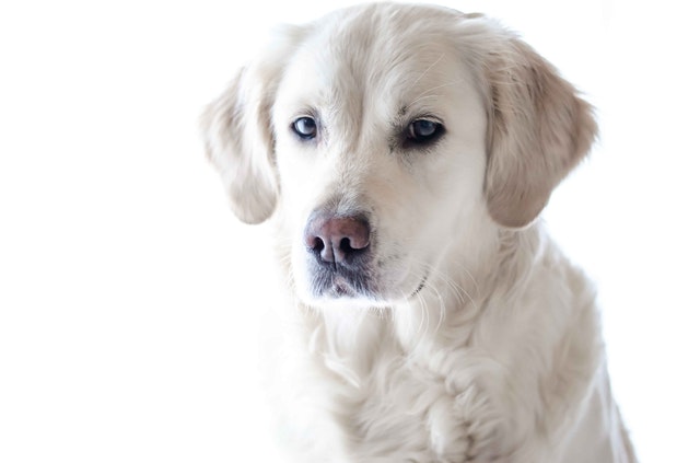 Illustration de l'article : 12 races de chiens populaires et leurs prédispositions aux maladies