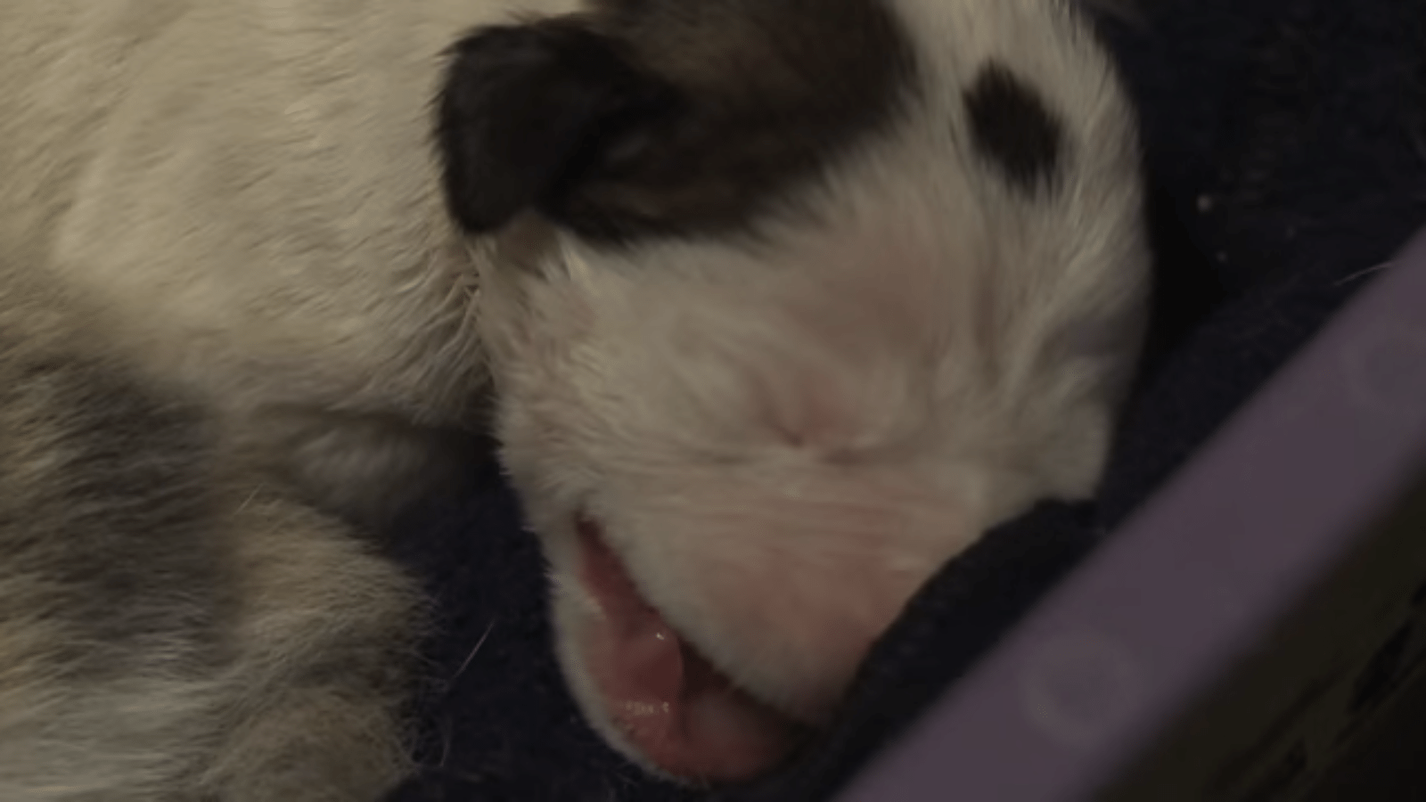 Illustration de l'article : Une chatte devient la mère surprise d’un bébé Pitbull !