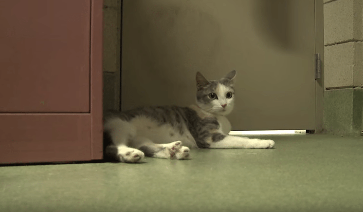 Illustration de l'article : Une chatte devient la mère surprise d’un bébé Pitbull !