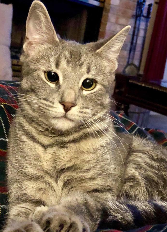 Illustration de l'article : Un chaton perdu et abandonné trouve le réconfort chez un policier
