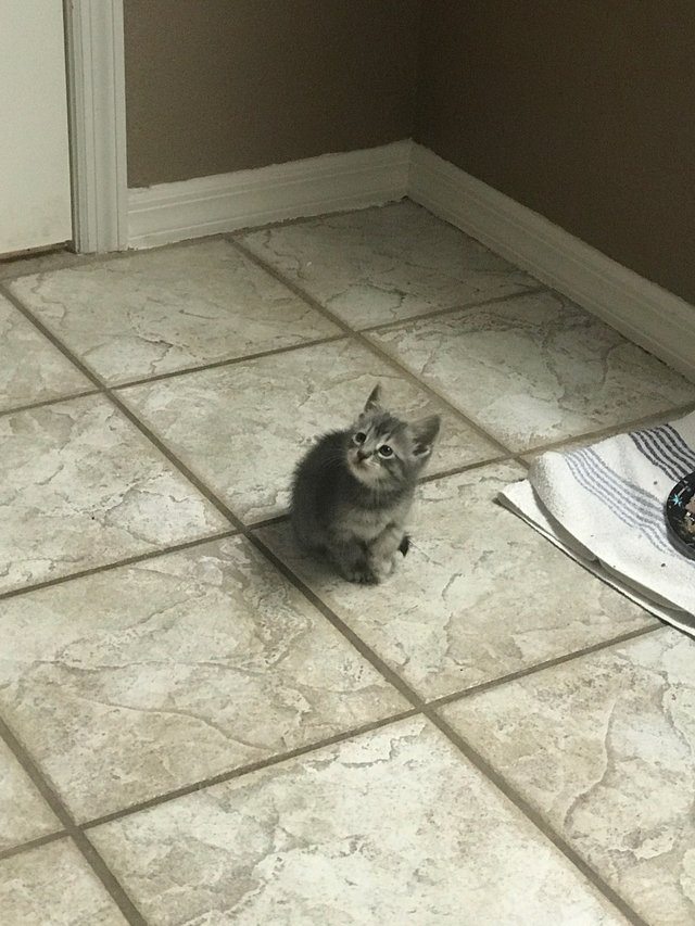 Illustration de l'article : Un chaton perdu et abandonné trouve le réconfort chez un policier