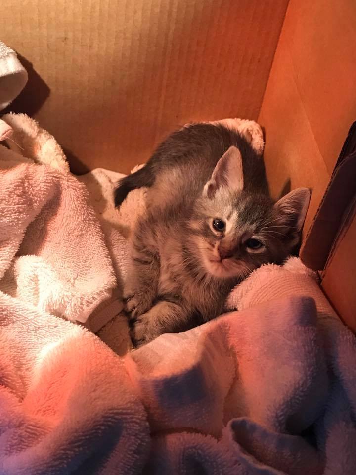 Illustration de l'article : Un chaton perdu et abandonné trouve le réconfort chez un policier