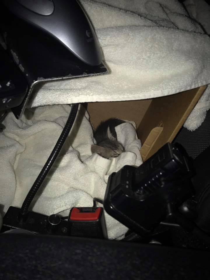 Illustration de l'article : Un chaton perdu et abandonné trouve le réconfort chez un policier