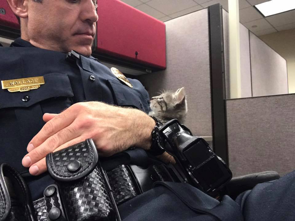 Illustration de l'article : Un chaton perdu et abandonné trouve le réconfort chez un policier