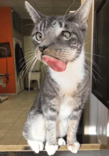 Illustration de l'article : Ce chat au visage déformé semblait condamné, mais une association l'a sauvé