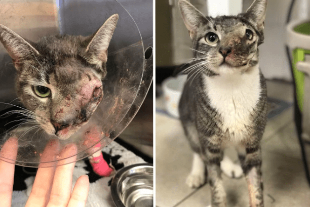 Illustration de l'article : Ce chat au visage déformé semblait condamné, mais une association l'a sauvé