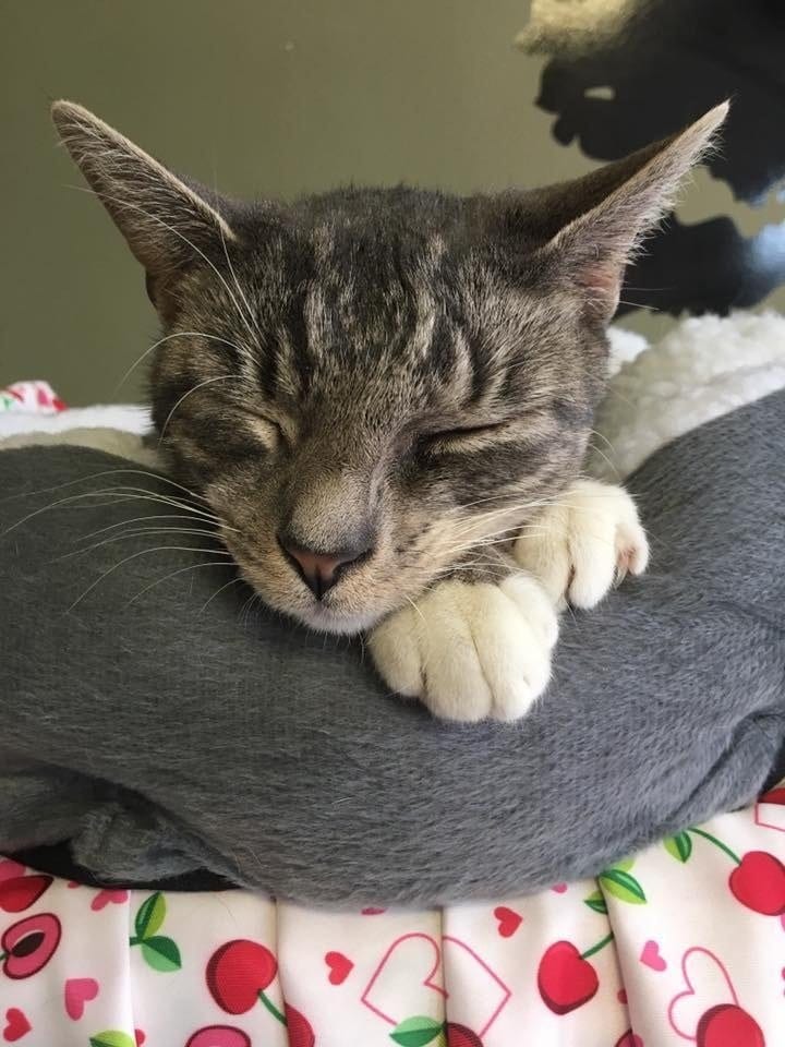 Illustration de l'article : Ce chat au visage déformé semblait condamné, mais une association l'a sauvé