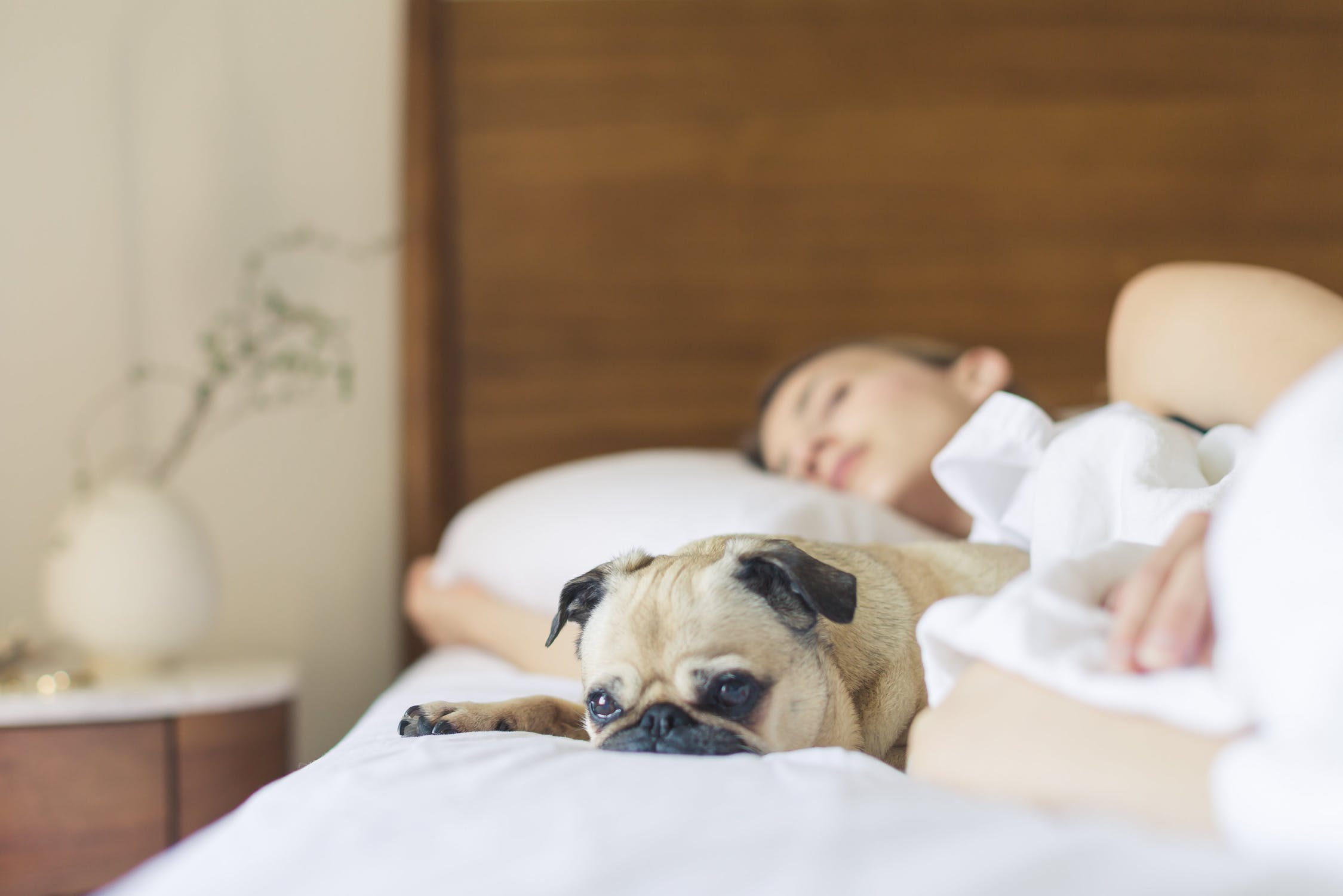 Illustration de l'article : D'après cette étude, les femmes dorment mieux quand elles partagent leur lit avec un chien