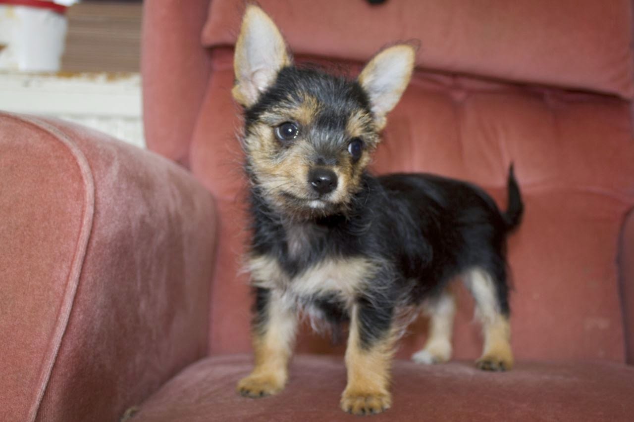 18 Photos De Magnifiques Chiens Yorkshire Terriers Croisés