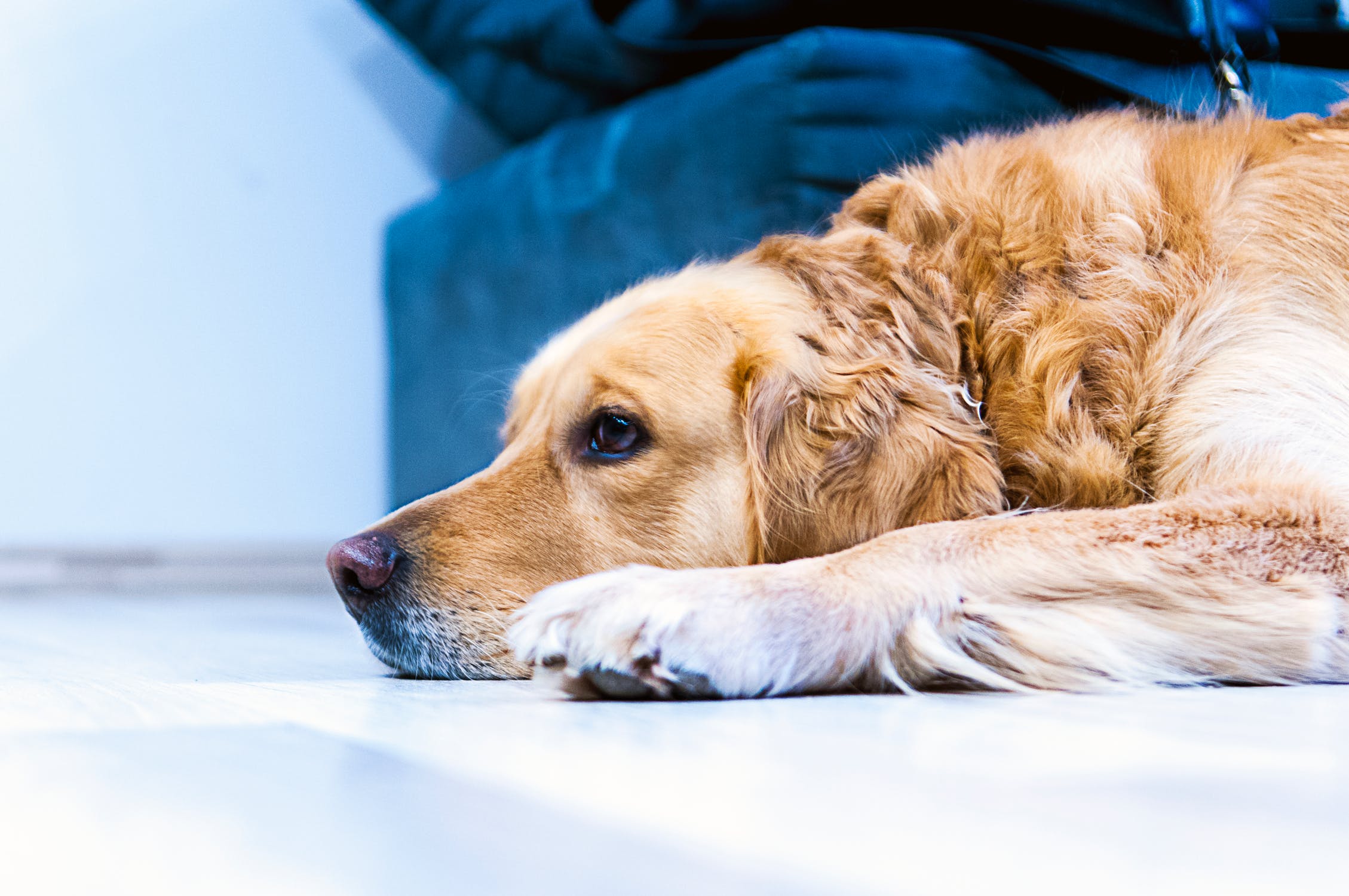 Illustration de l'article : 5 habitudes à bannir lorsque l'on est propriétaire de chien