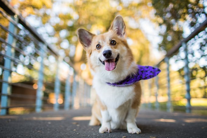 Illustration de l'article : Ces 10 chiens portent le bandana comme personne... Et ils le font pour la bonne cause