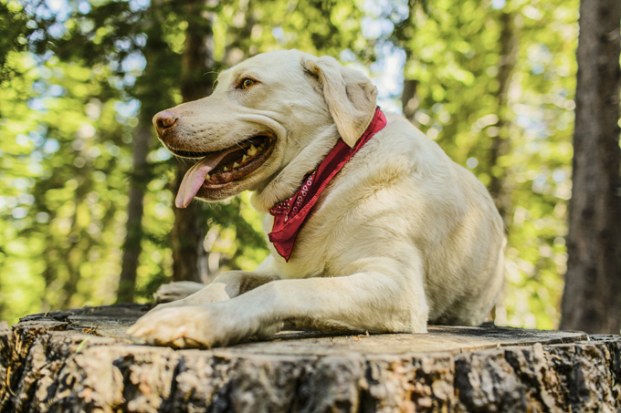 Illustration de l'article : Ces 10 chiens portent le bandana comme personne... Et ils le font pour la bonne cause