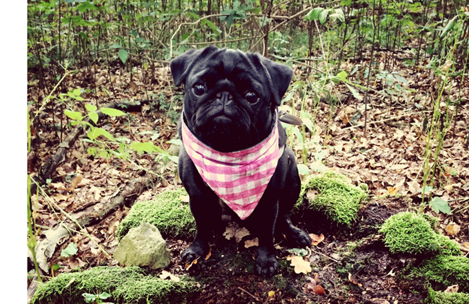 Illustration de l'article : Ces 10 chiens portent le bandana comme personne... Et ils le font pour la bonne cause