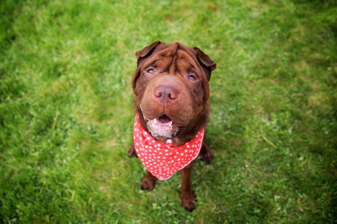 Illustration de l'article : Ces 10 chiens portent le bandana comme personne... Et ils le font pour la bonne cause