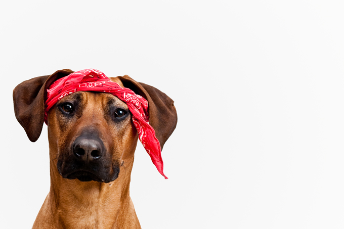 Illustration de l'article : Ces 10 chiens portent le bandana comme personne... Et ils le font pour la bonne cause