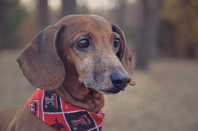 Illustration de l'article : Ces 10 chiens portent le bandana comme personne... Et ils le font pour la bonne cause