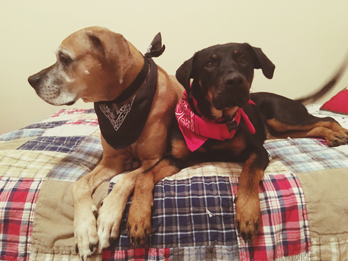 Illustration de l'article : Ces 10 chiens portent le bandana comme personne... Et ils le font pour la bonne cause