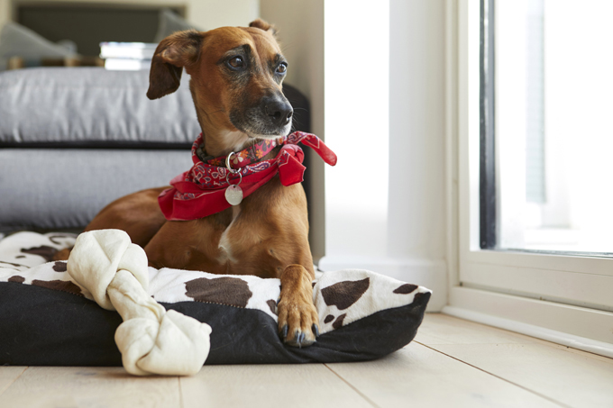 Illustration de l'article : Ces 10 chiens portent le bandana comme personne... Et ils le font pour la bonne cause