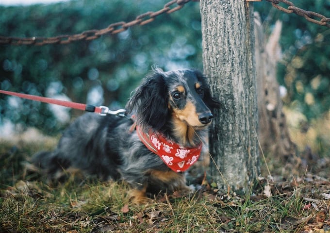 Illustration de l'article : Ces 10 chiens portent le bandana comme personne... Et ils le font pour la bonne cause