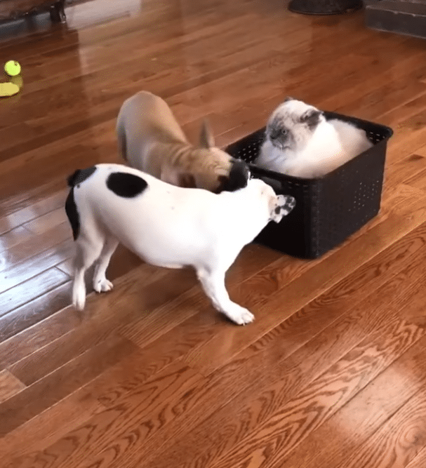 Illustration de l'article : Ces deux chiens promènent leur frère chat dans une boîte