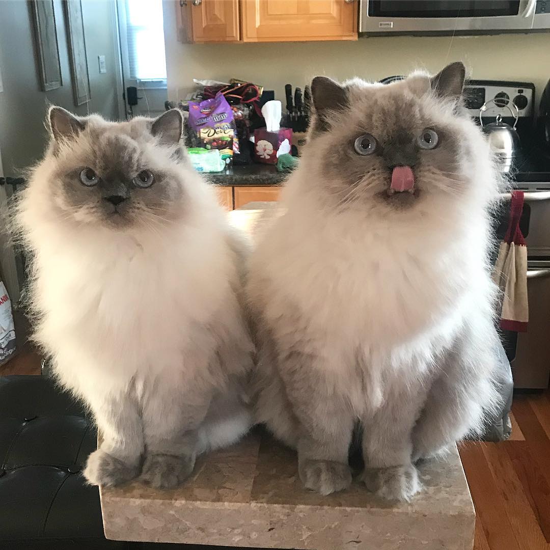 Illustration de l'article : Ces deux chiens promènent leur frère chat dans une boîte