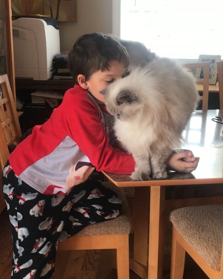Illustration de l'article : Ces deux chiens promènent leur frère chat dans une boîte