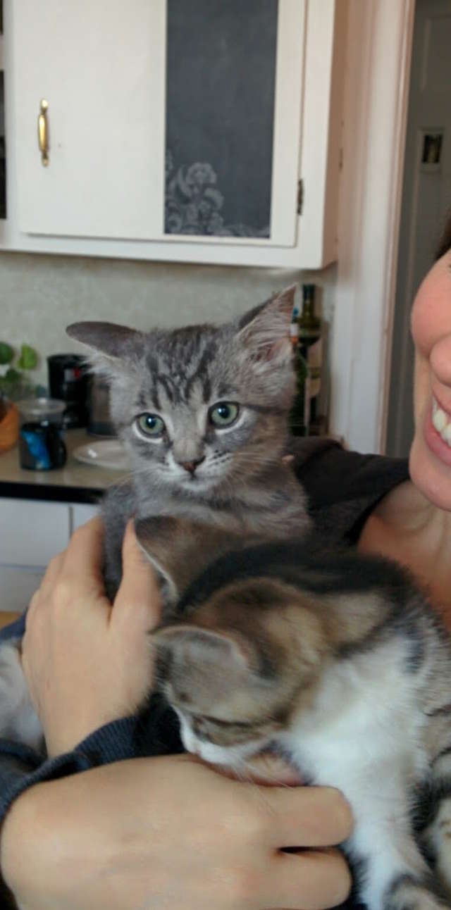 Illustration de l'article : Un chat sauvé de conditions insalubres par le coup de foudre d’un couple
