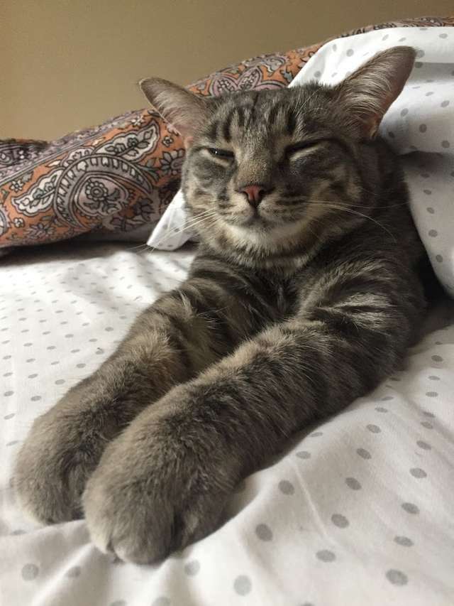 Illustration de l'article : Un chat sauvé de conditions insalubres par le coup de foudre d’un couple