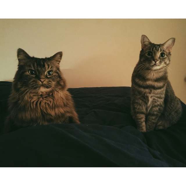 Illustration de l'article : Un chat sauvé de conditions insalubres par le coup de foudre d’un couple