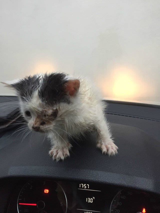 Illustration de l'article : Un petit chaton secouru dans une maison abandonnée dont le toit s’était écroulé