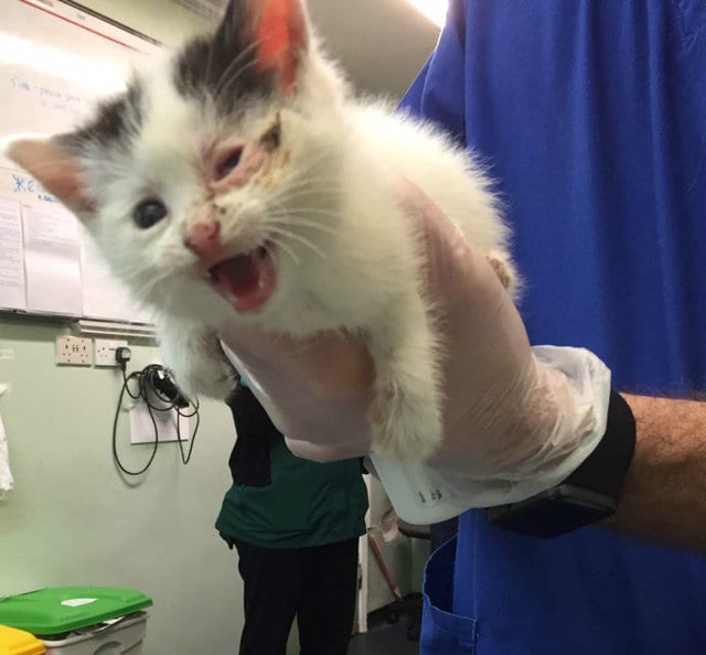 Illustration de l'article : Un petit chaton secouru dans une maison abandonnée dont le toit s’était écroulé