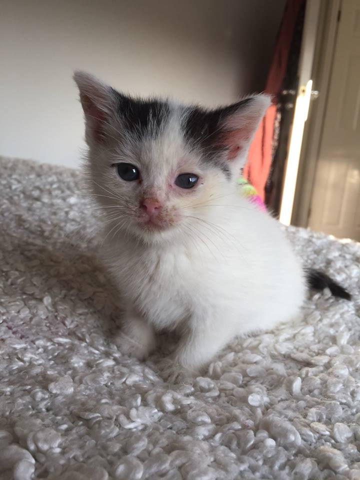 Illustration de l'article : Un petit chaton secouru dans une maison abandonnée dont le toit s’était écroulé