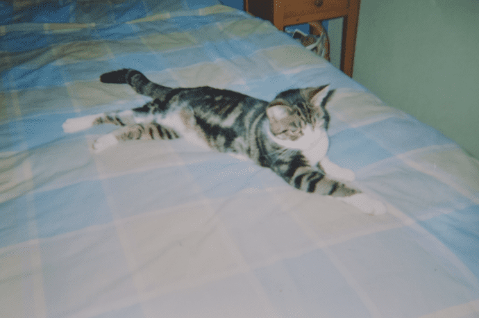 Illustration de l'article : Elle perd son chat âgé de 4 ans. 13 ans plus tard, elle reçoit un appel inattendu !