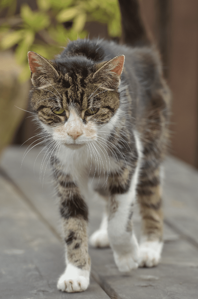 Illustration de l'article : Elle perd son chat âgé de 4 ans. 13 ans plus tard, elle reçoit un appel inattendu !