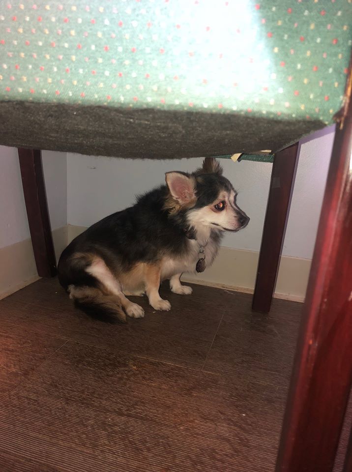 Illustration de l'article : Une chienne laissée dans un refuge car sa maîtresse a succombé à un cancer