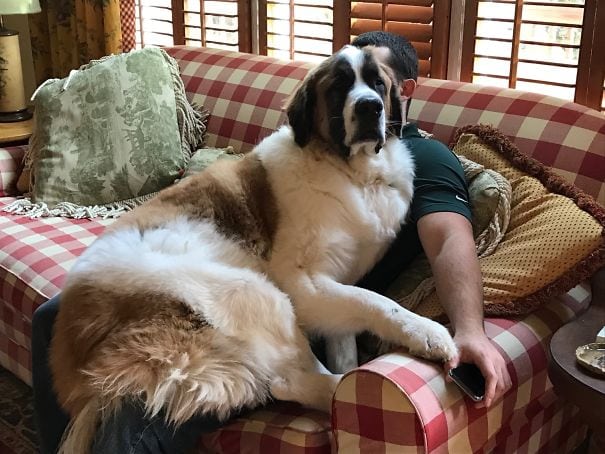 Illustration de l'article : 20 chiens qui ont l'air de gros durs, mais qui sont, en fait, de vrais nounours