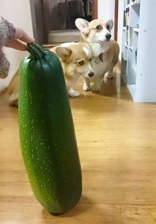 Illustration de l'article : 20 chiens qui ont l'air de gros durs, mais qui sont, en fait, de vrais nounours