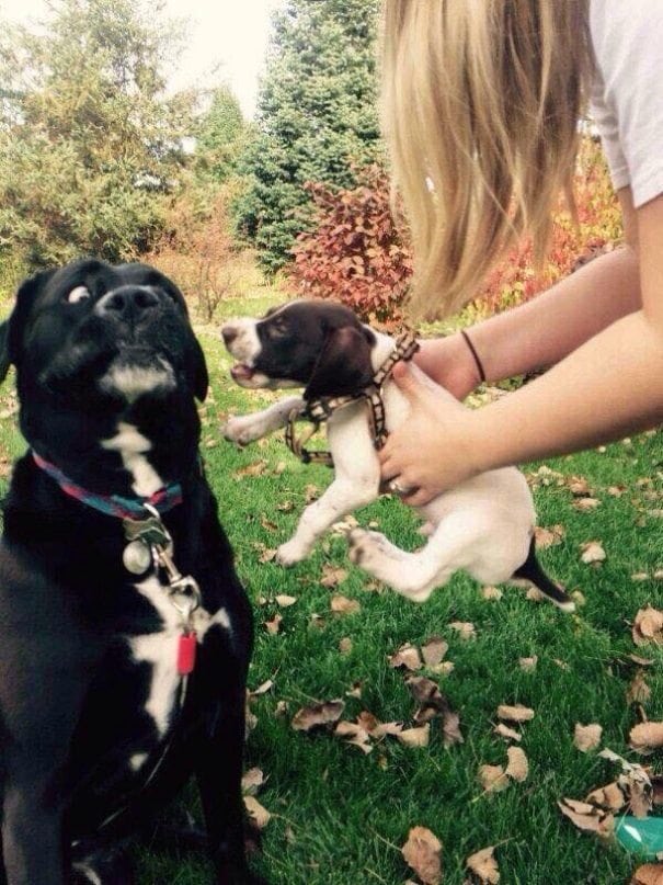 Illustration de l'article : 20 chiens qui ont l'air de gros durs, mais qui sont, en fait, de vrais nounours