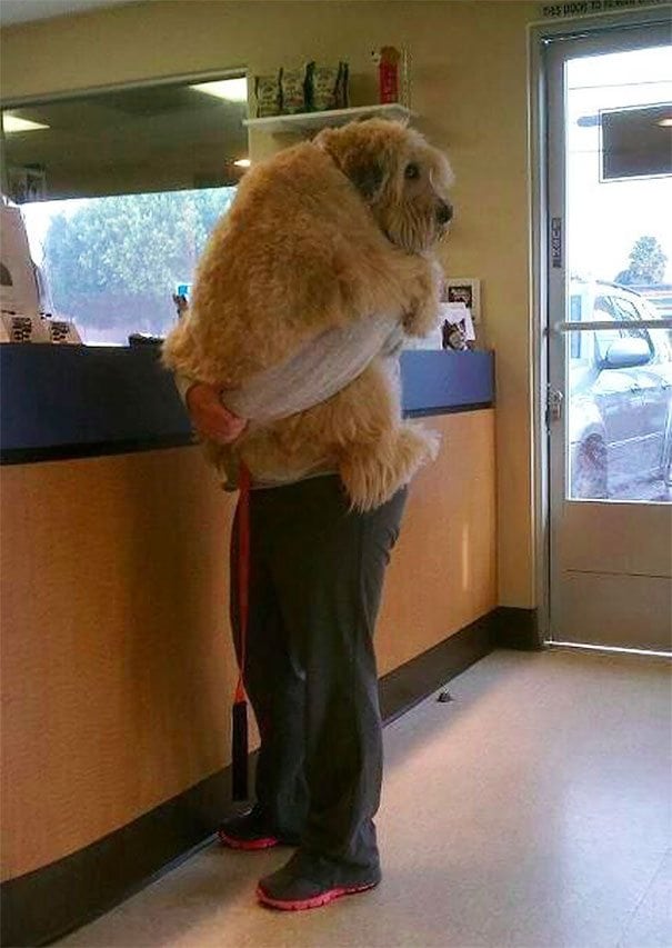 Illustration de l'article : 20 chiens qui ont l'air de gros durs, mais qui sont, en fait, de vrais nounours