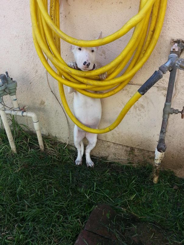 Illustration de l'article : 20 chiens qui ont l'air de gros durs, mais qui sont, en fait, de vrais nounours