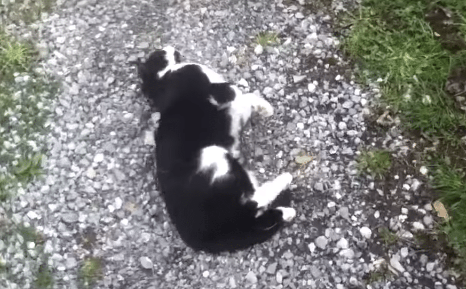 Illustration de l'article : (Vidéo) Un randonneur perdu retrouve son chemin grâce à un chat